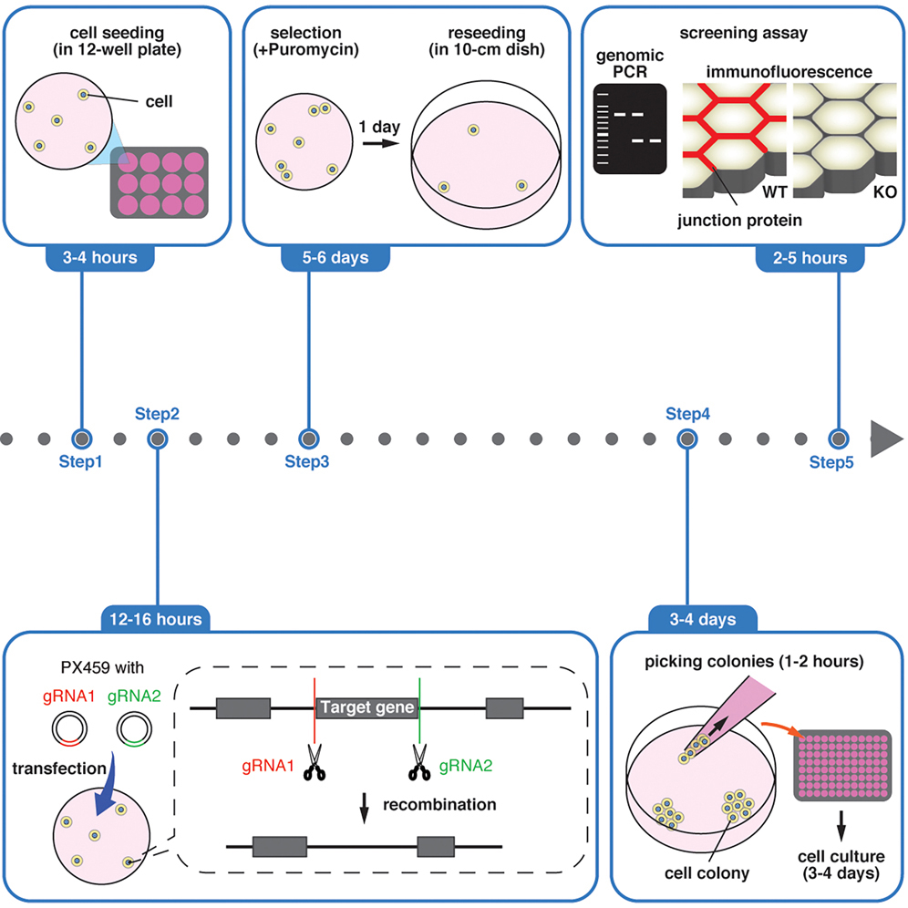 Cell Press: STAR Protocols