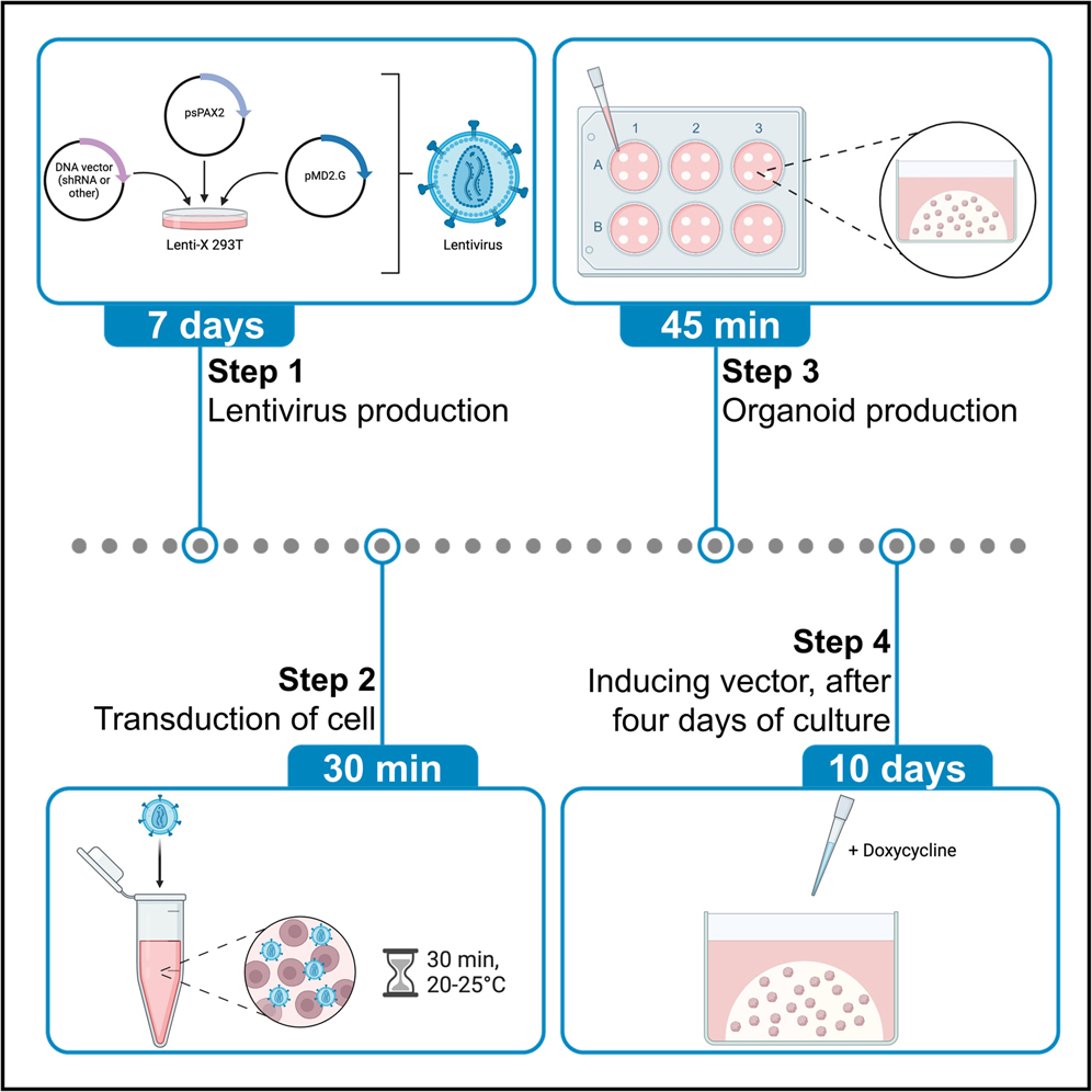 Cell Press: STAR Protocols