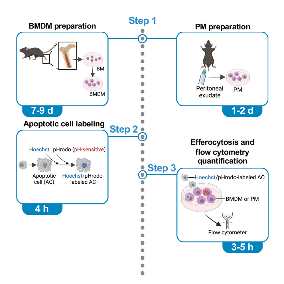 大人 可愛い 服  Efferocytosis and engulfment the quantify to assay 洋書