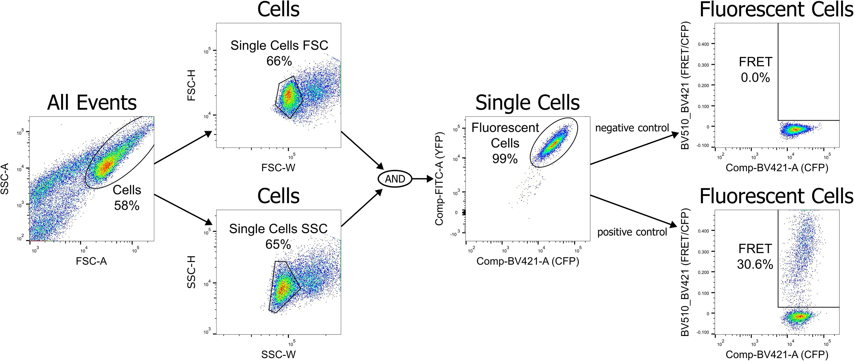 Protocol for the isolation and proteomic analysis of