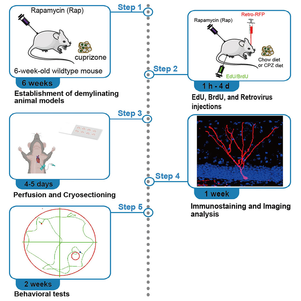 protocol-to-establish-a-demyelinated-animal-model-to-study-hippocampal-neurogenesis-and-cognitive-function-in-adult-rodents