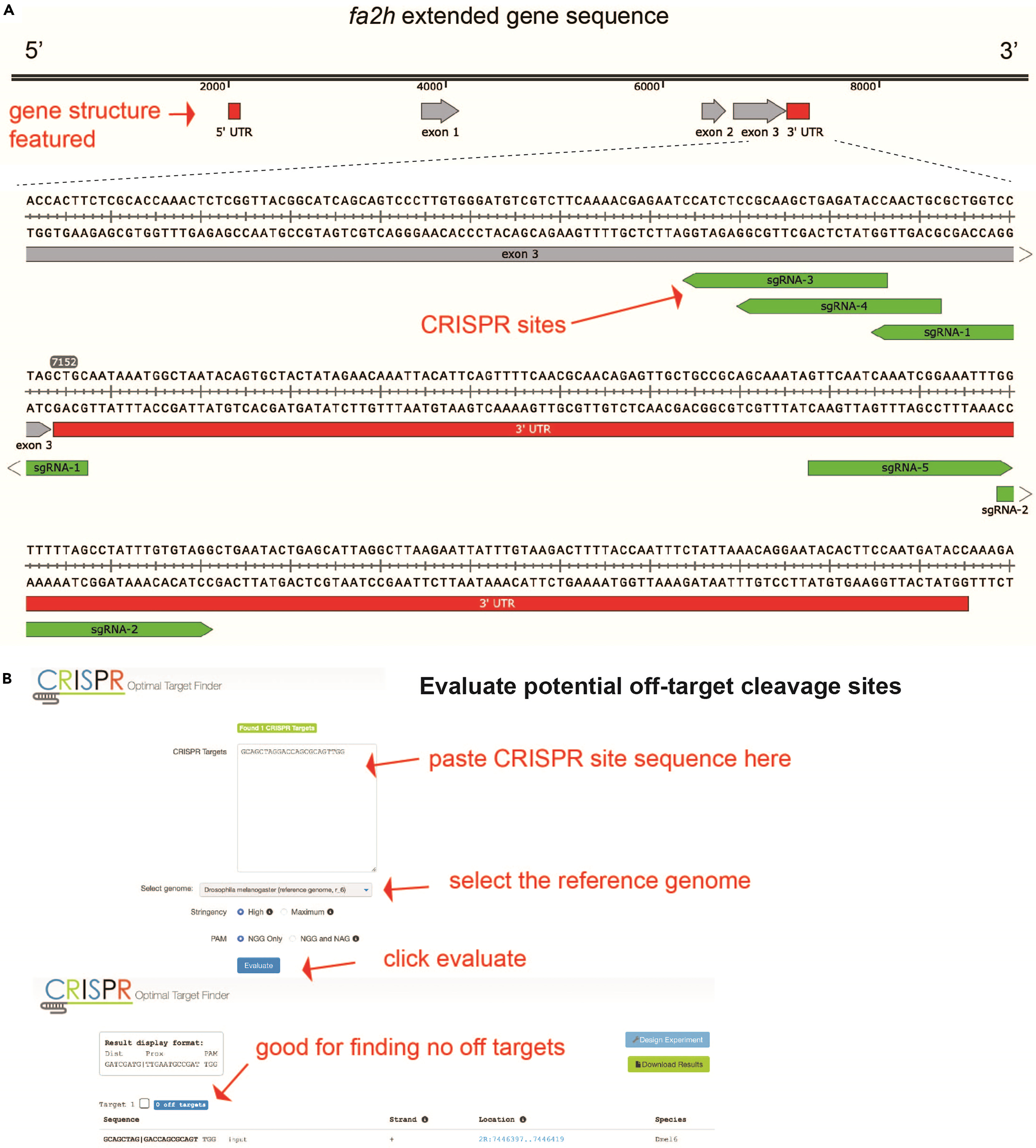 Protocol for generation of CRISPR-Cas9-mediated specific genomic insertion  of P2A-Gal4 to reveal endogenous gene expression in Drosophila