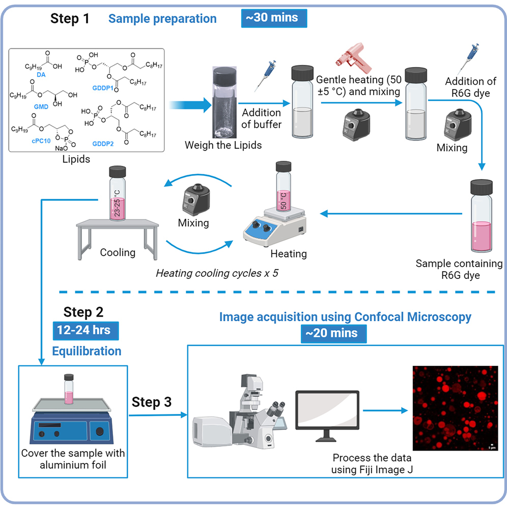Protocol for preparing cyclic-phospholipid decanoate and glyceryl-didecanoate-phosphate-containing vesicles protocol-for-preparing-cyclic-phospholipid-decanoate-and-glyceryl-didecanoate-phosphate-containing-vesicles