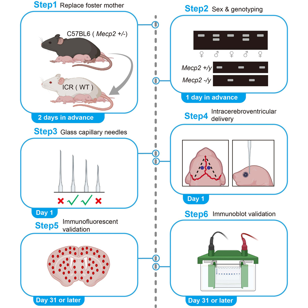 Protocol for the neonatal intracerebroventricular delivery