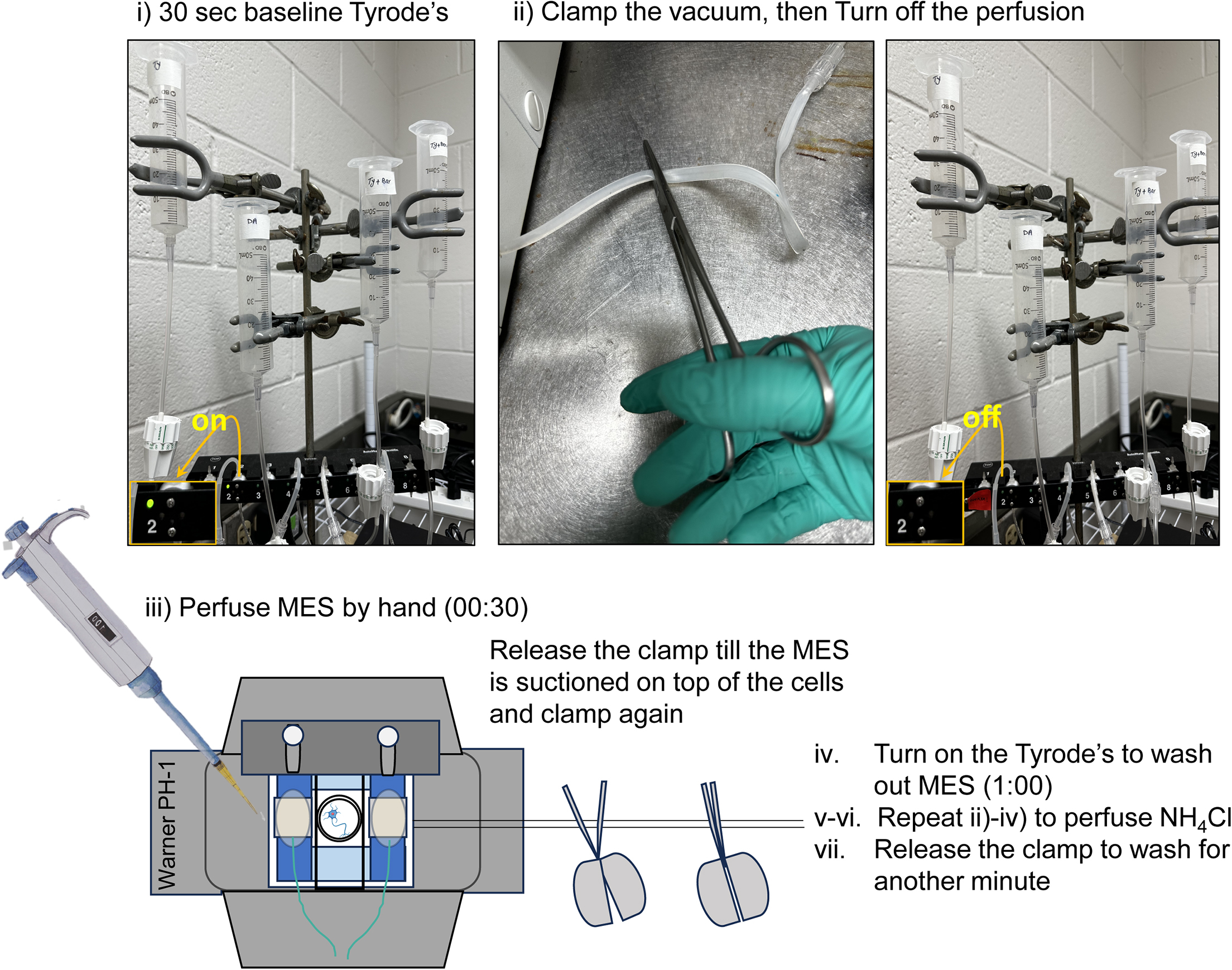 Cell Press: STAR Protocols
