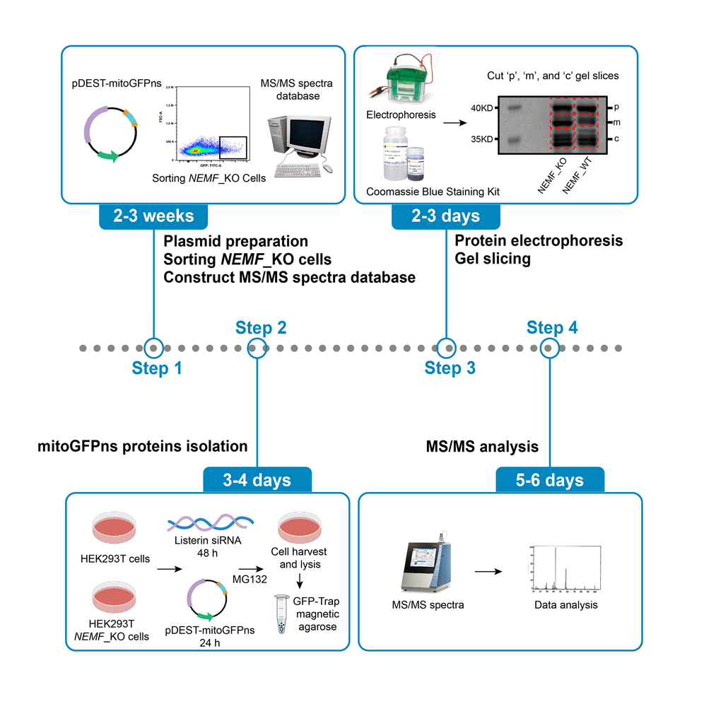 protocol-for-identification-of-nemf-mediated-c-terminal-extensions-on-mitochondrial-nonstop-proteins-via-customized-ms-ms-spectra-database-searching