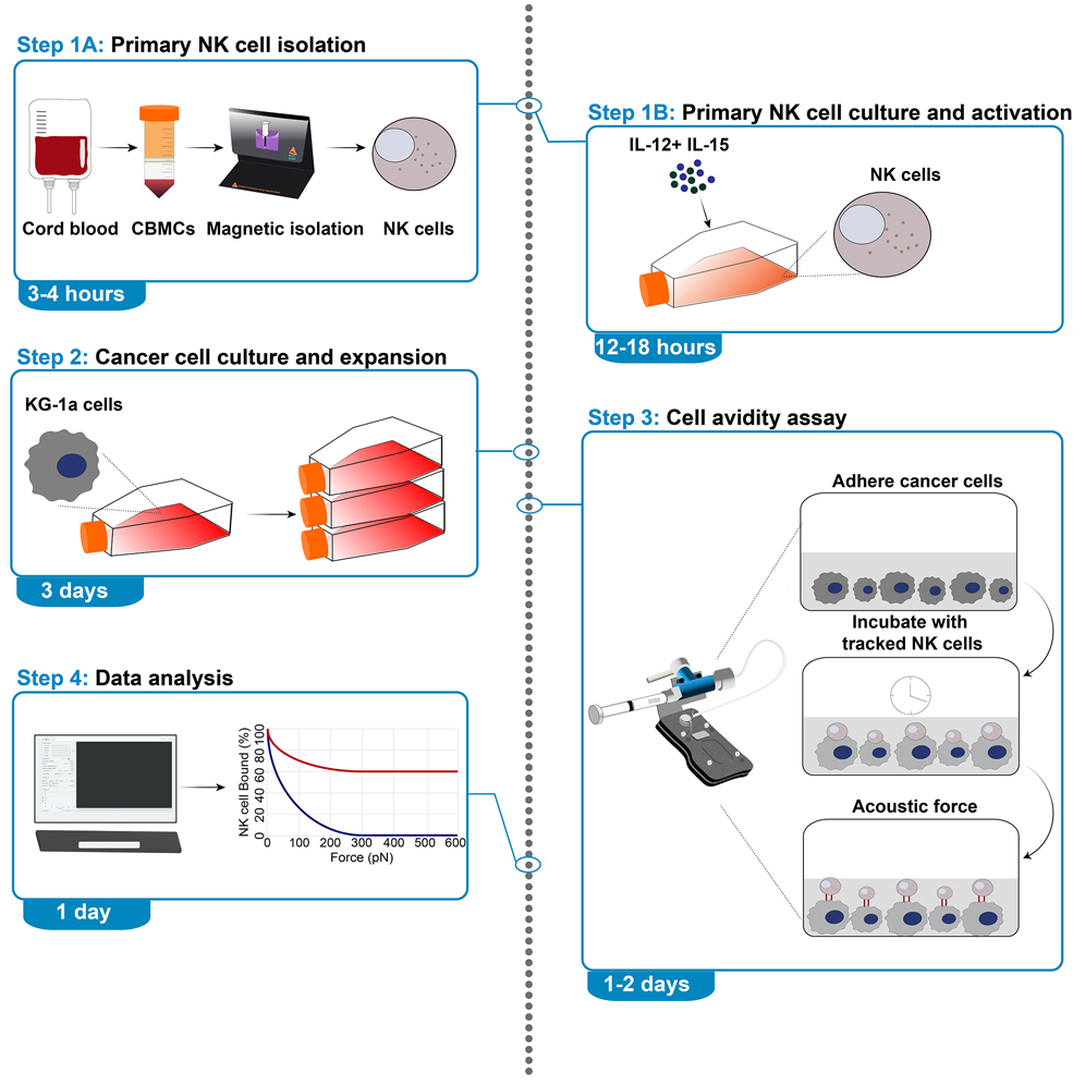 Protocol to measure cell avidity between cord blood-derived NK
