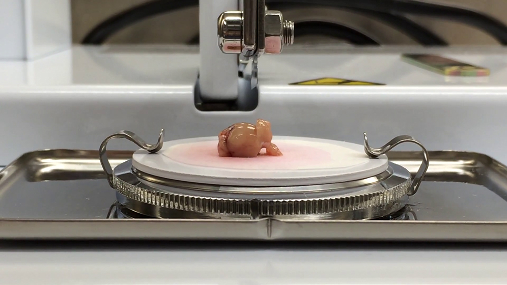 Protocol using ex vivo mouse brain slice culture mimicking in vivo