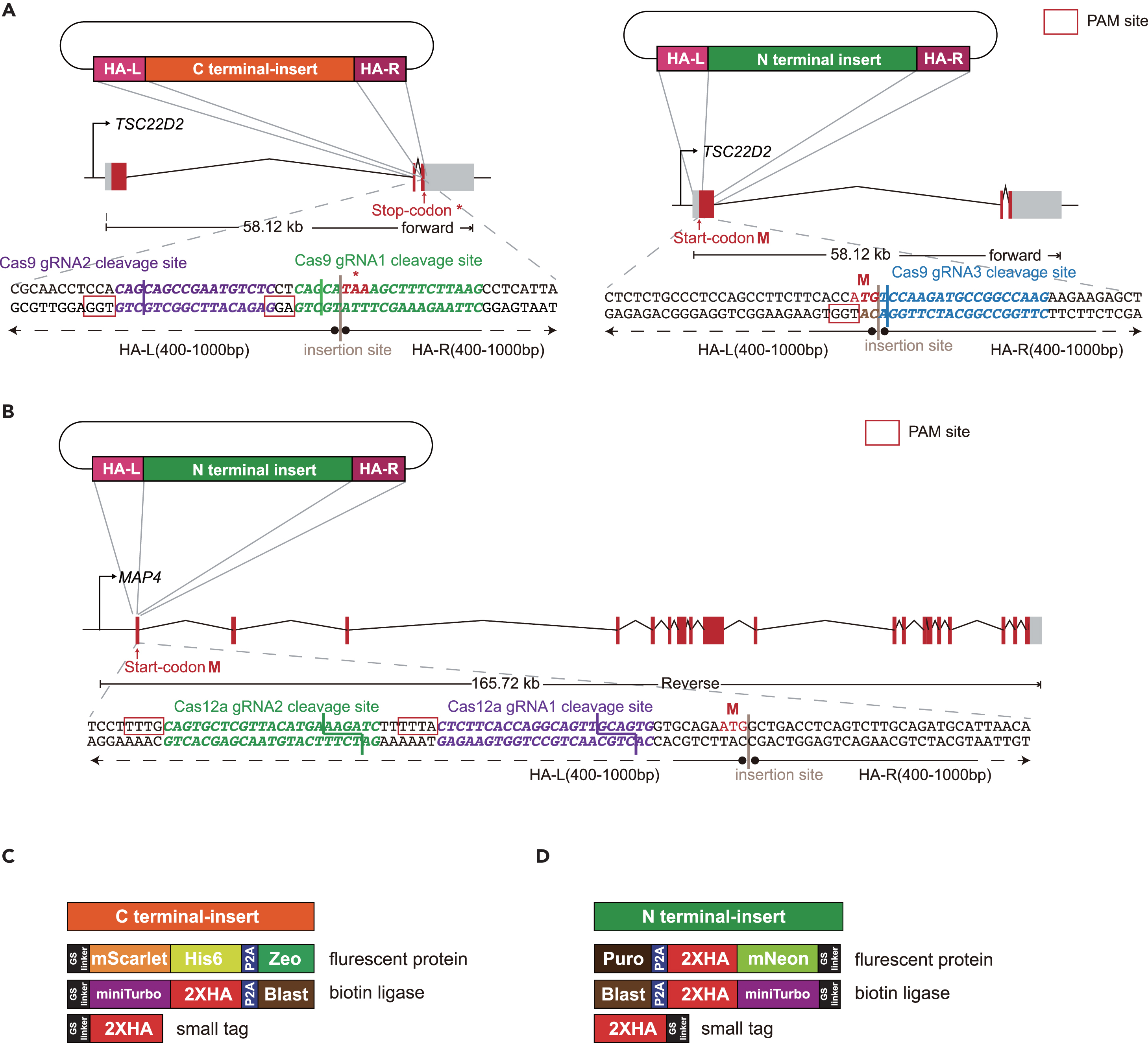 Cell Press: STAR Protocols