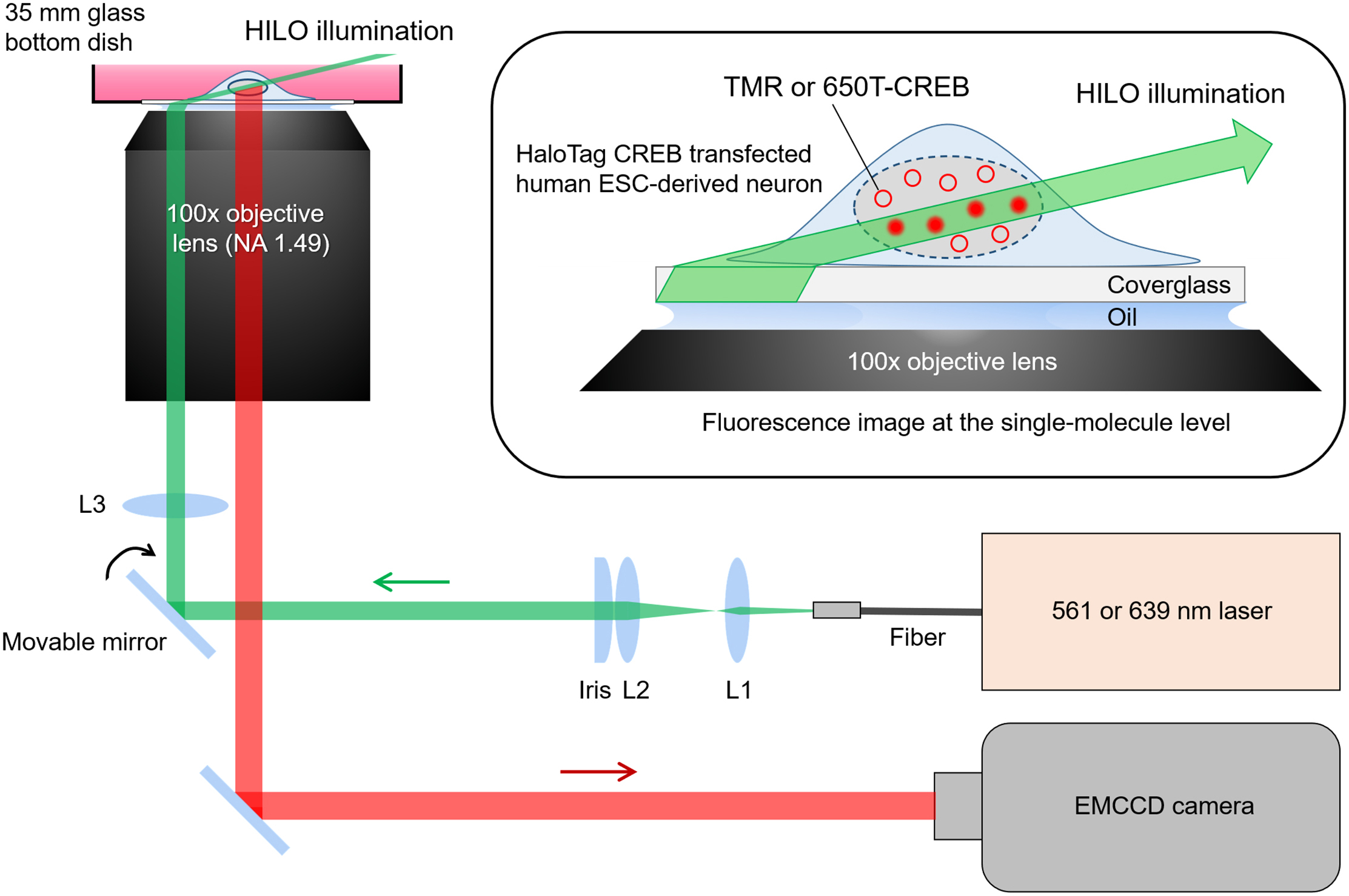 Protocol for single-molecule imaging of transcription and 