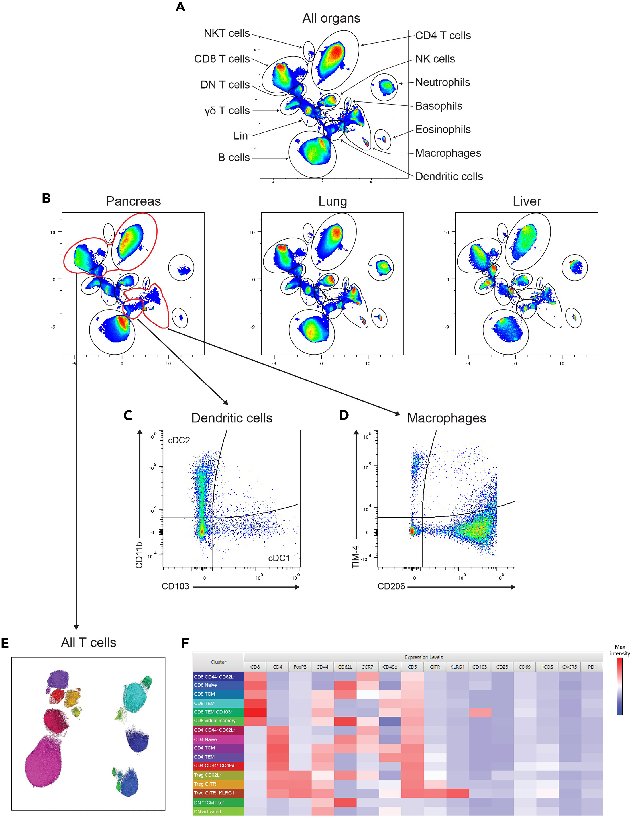 Protocol for murine multi-tissue deep immunophenotyping