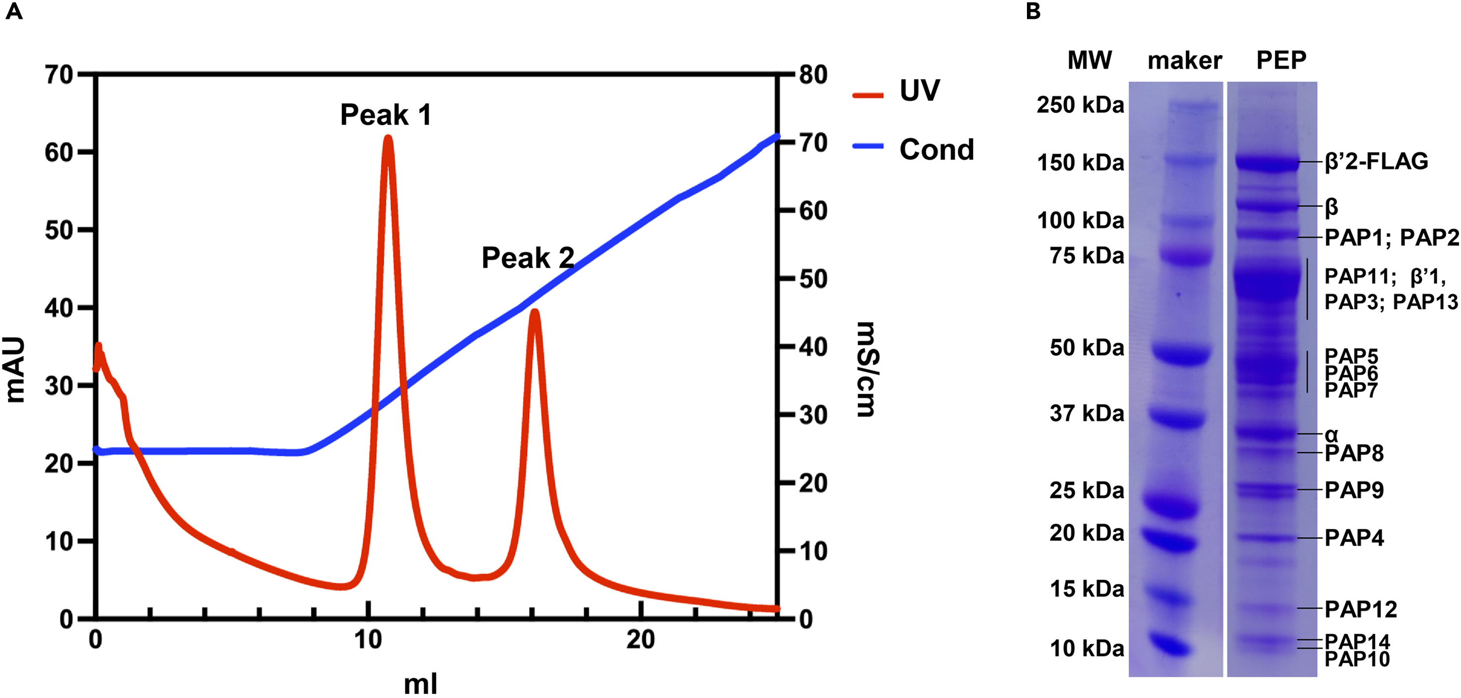 N Protocol for the purification of the plastid-encoded RNA