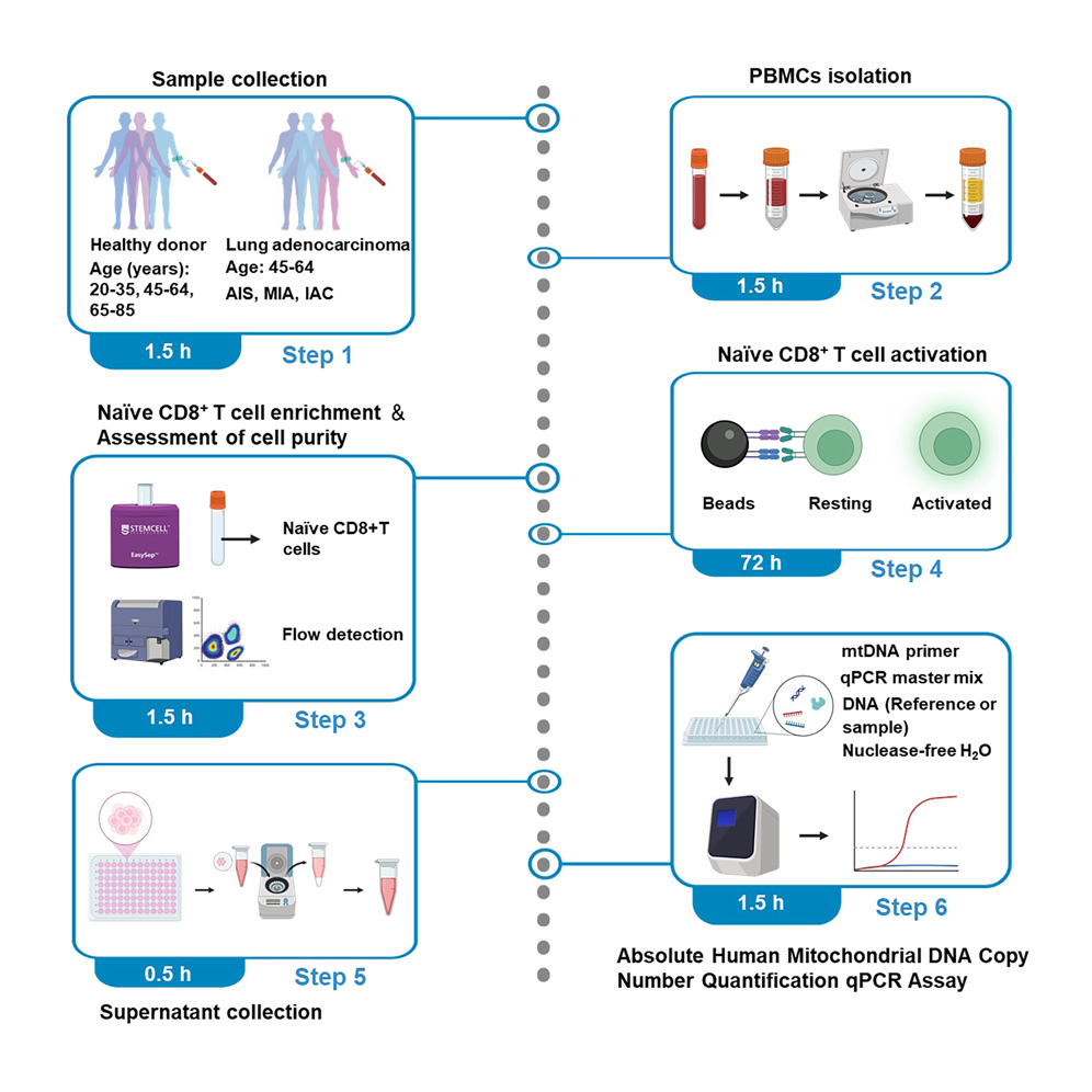 Protocol for the quantitative detection of mtDNA in the