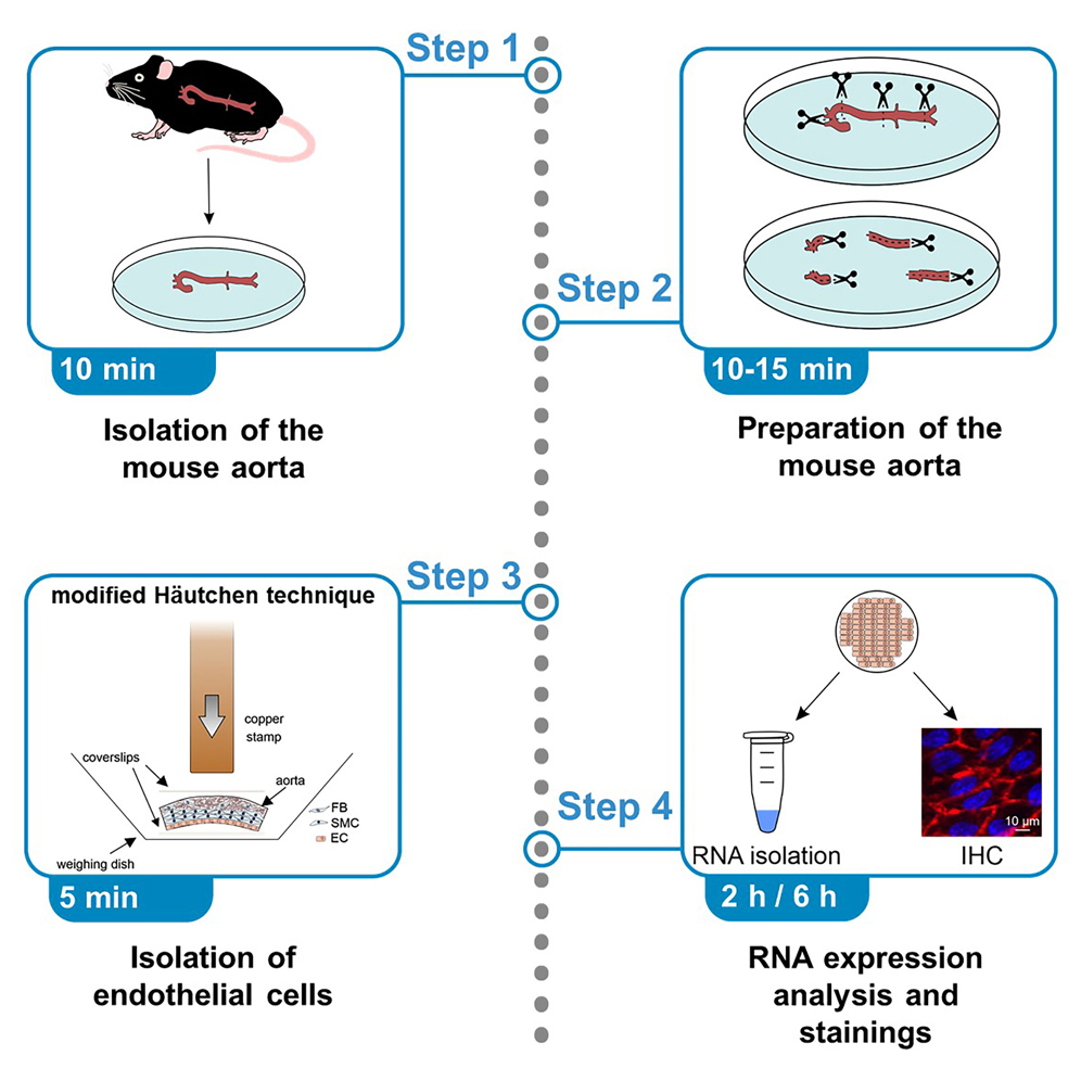 Protocol for the site-specific isolation of mouse endothelial
