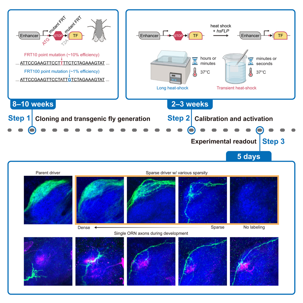 Protocol for cell-type-specific single-cell labeling and