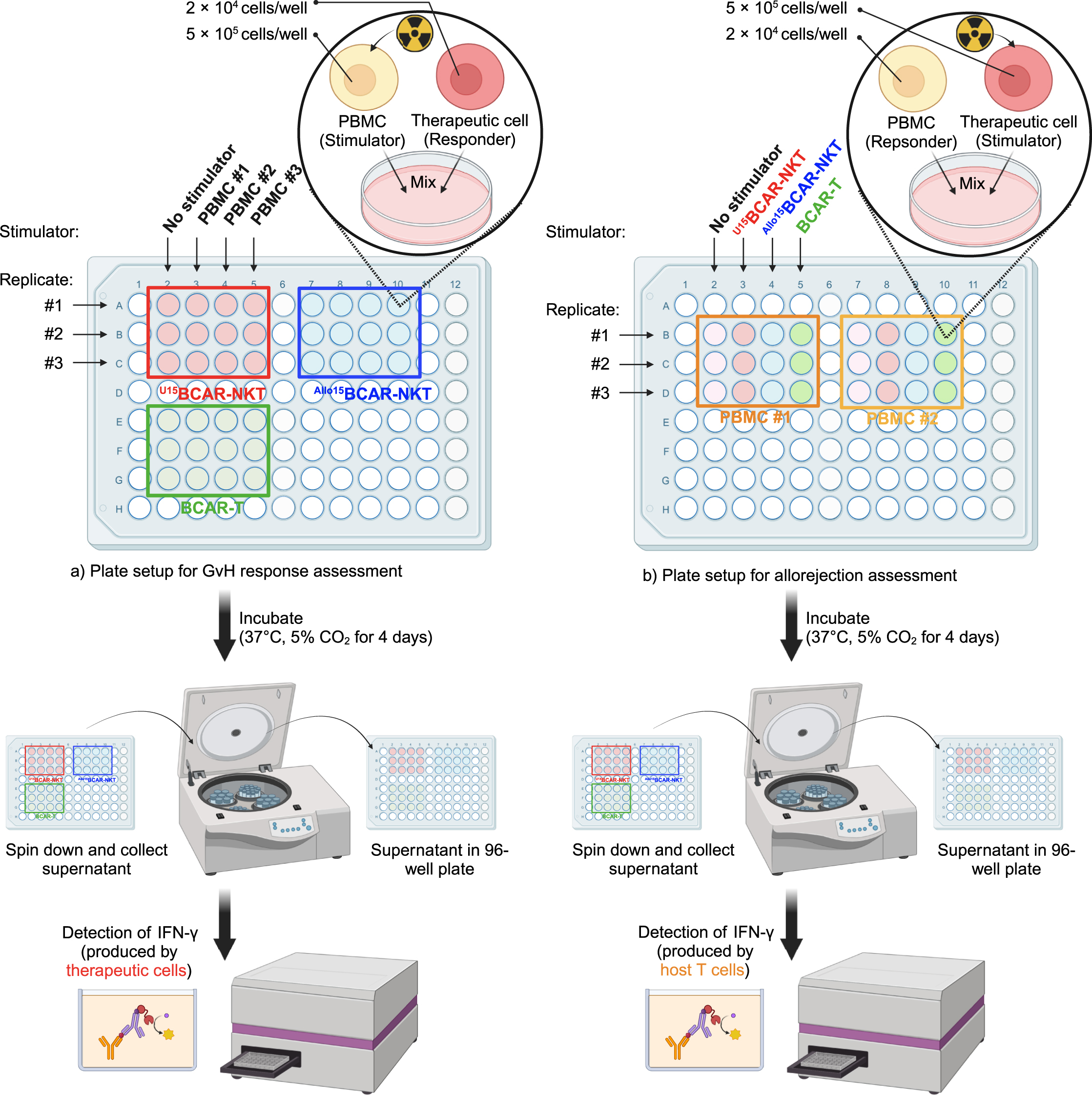 Protocol to generate allorejection-resistant universal CAR-NKT
