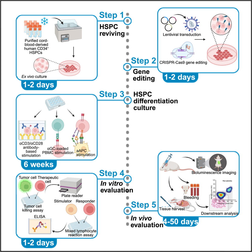 Protocol to generate allorejection-resistant universal CAR-NKT