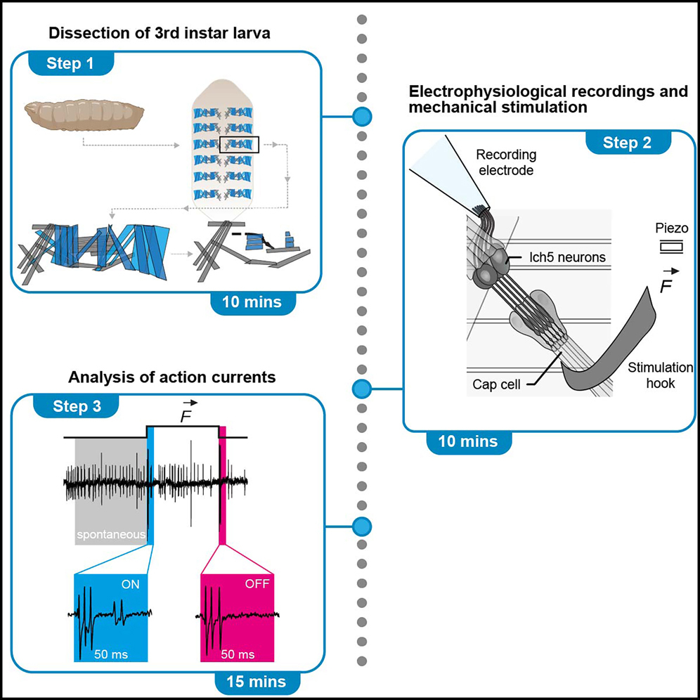 Protocol for extracellular recordings of mechanically stimulated