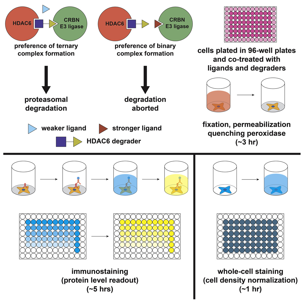 Élisaページ High Sensitivity 6-4PP/ (6-4) photoproduct ELISA kit