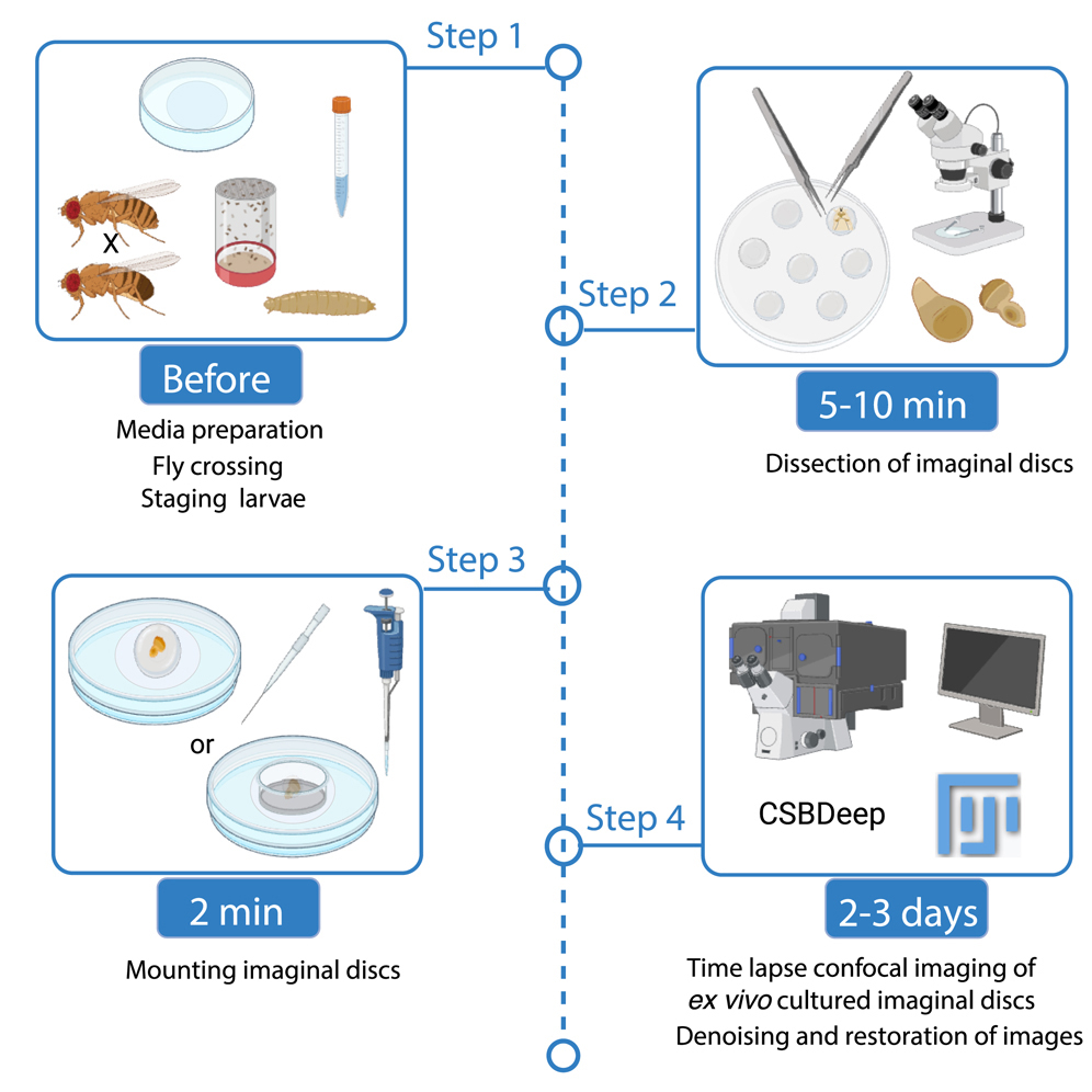 Protocol for long-term ex vivo cultivation and imaging of