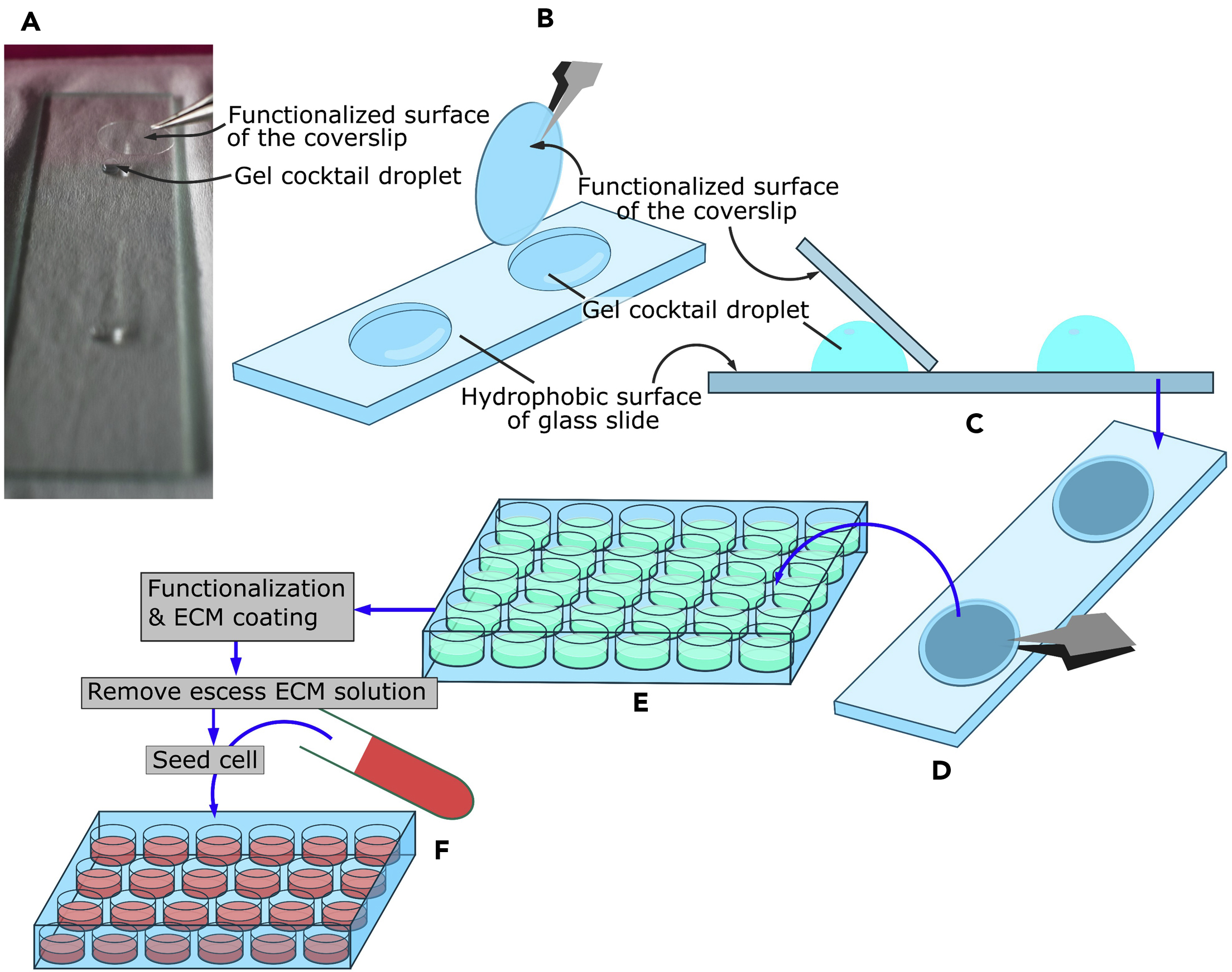 Cell Press STAR Protocols