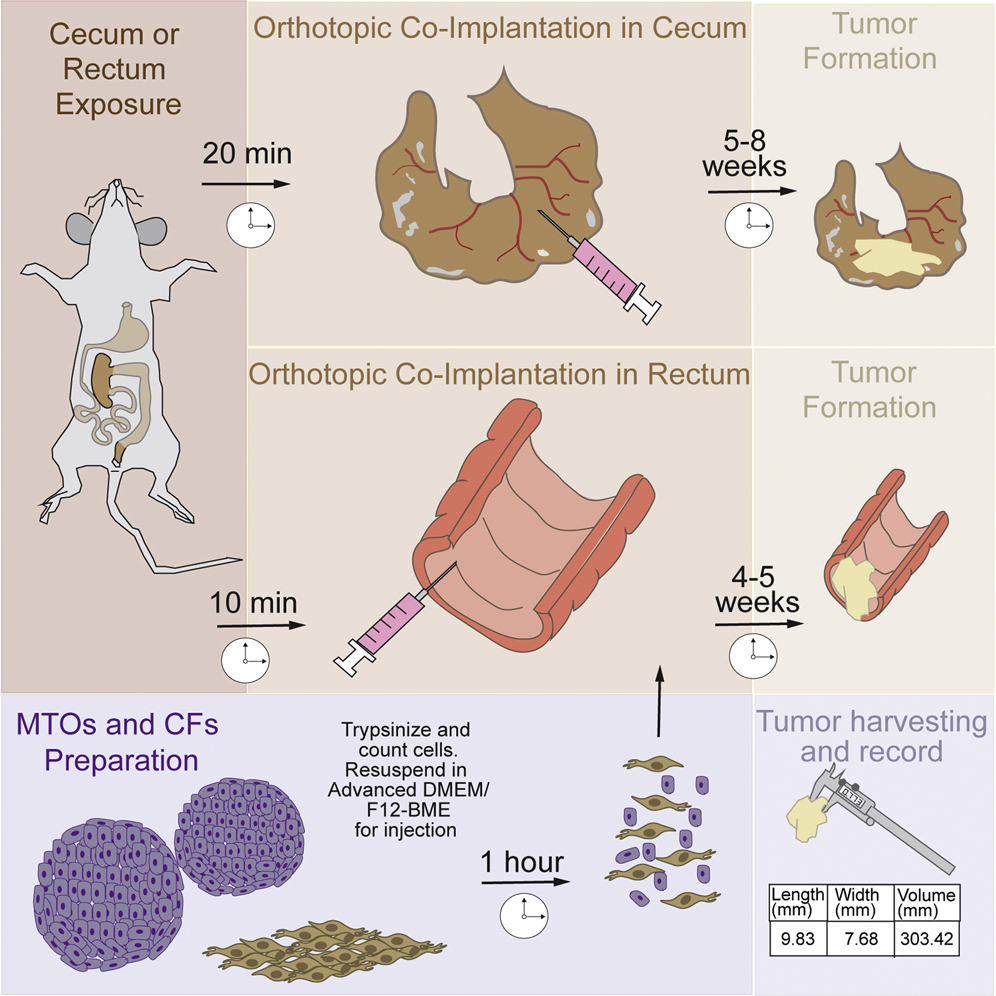 Cell Press Star Protocols