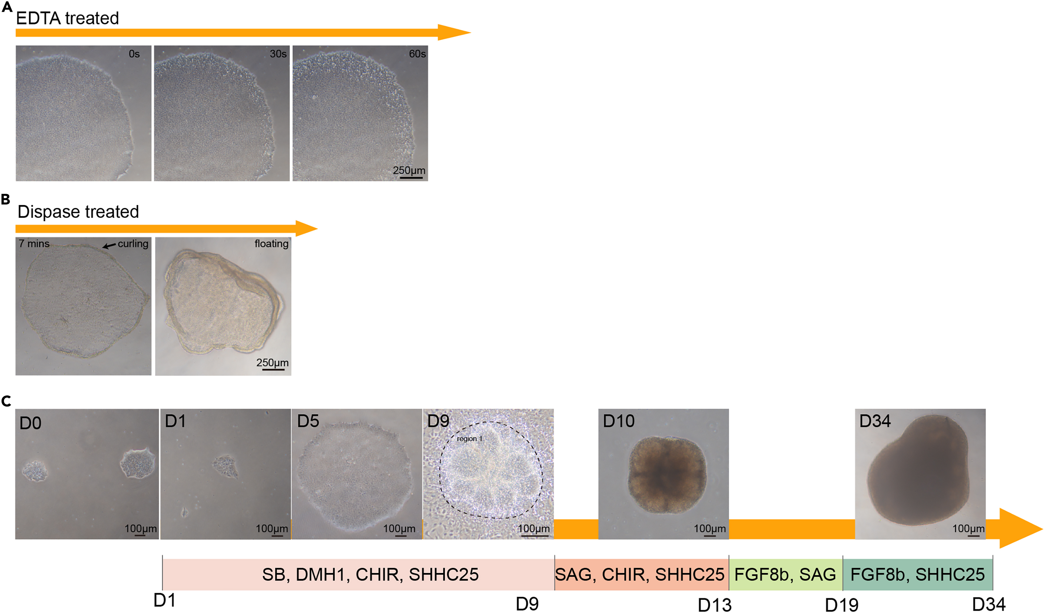 Protocol for differentiating human pluripotent stem cells into