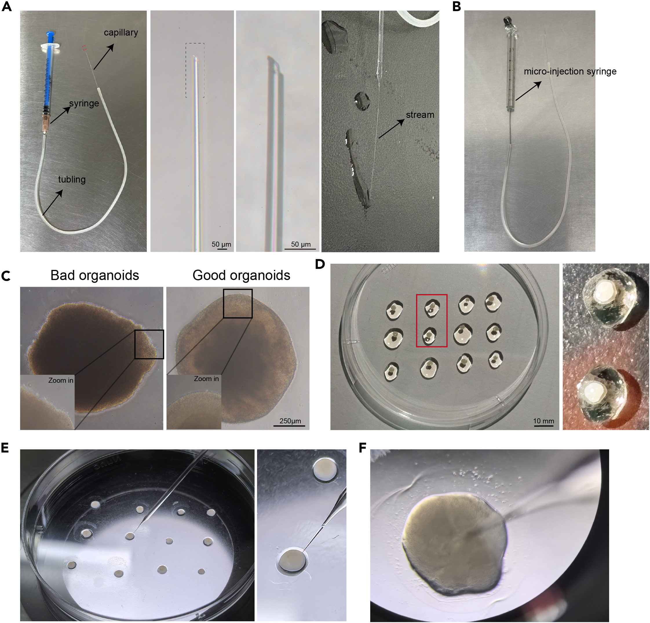 Protocol for differentiating human pluripotent stem cells into