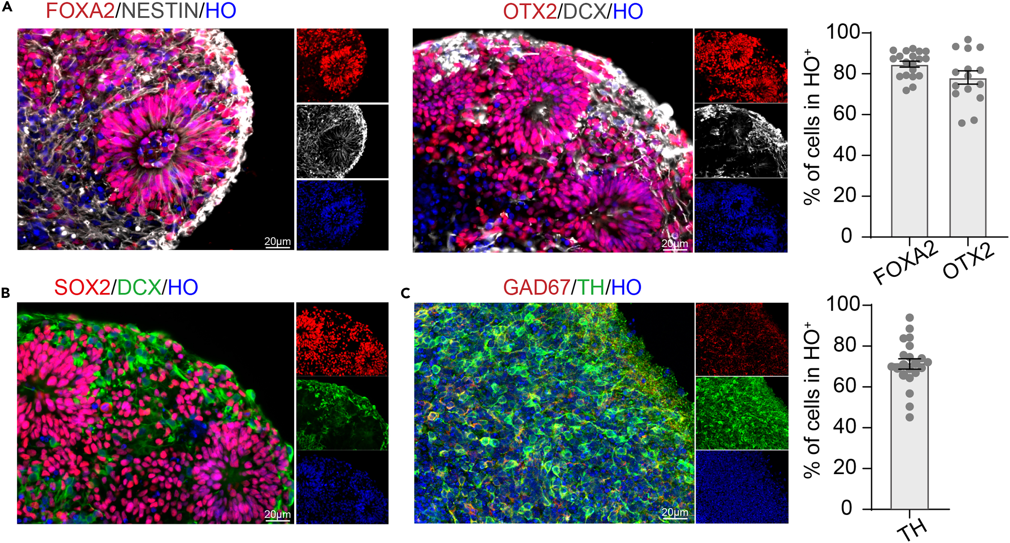 Protocol for differentiating human pluripotent stem cells into
