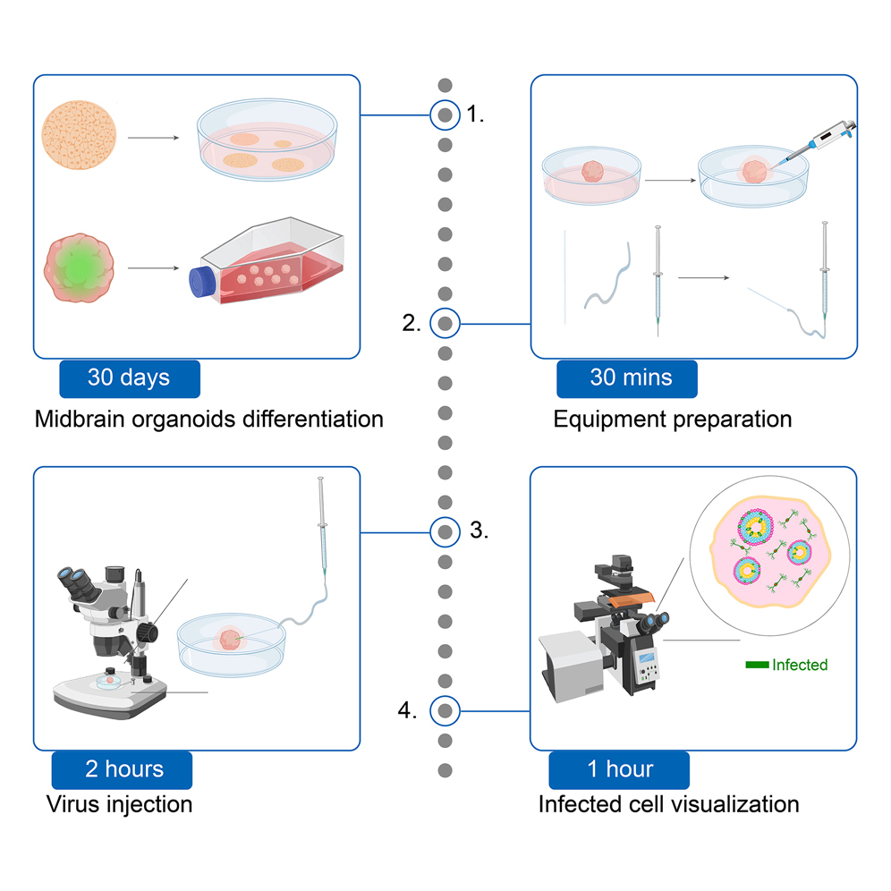 Protocol for differentiating human pluripotent stem cells into
