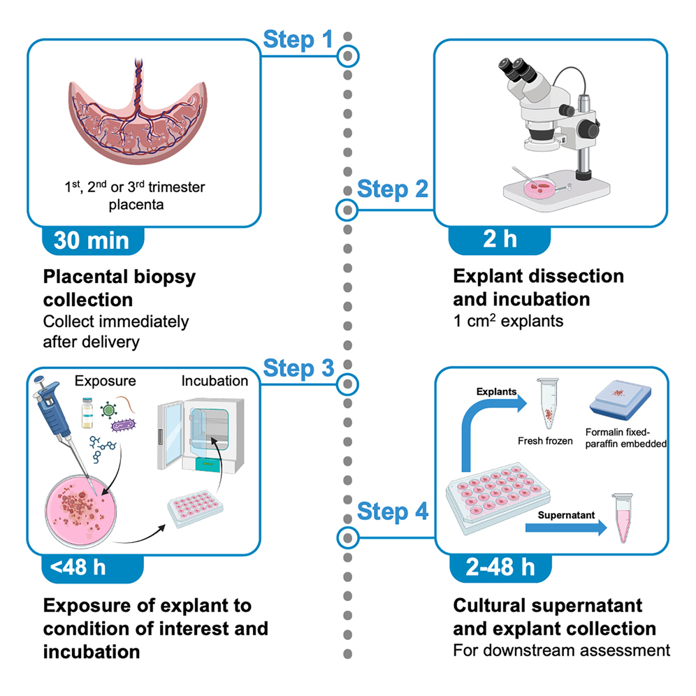 An ex vivo human placental explant model for controlled exposure