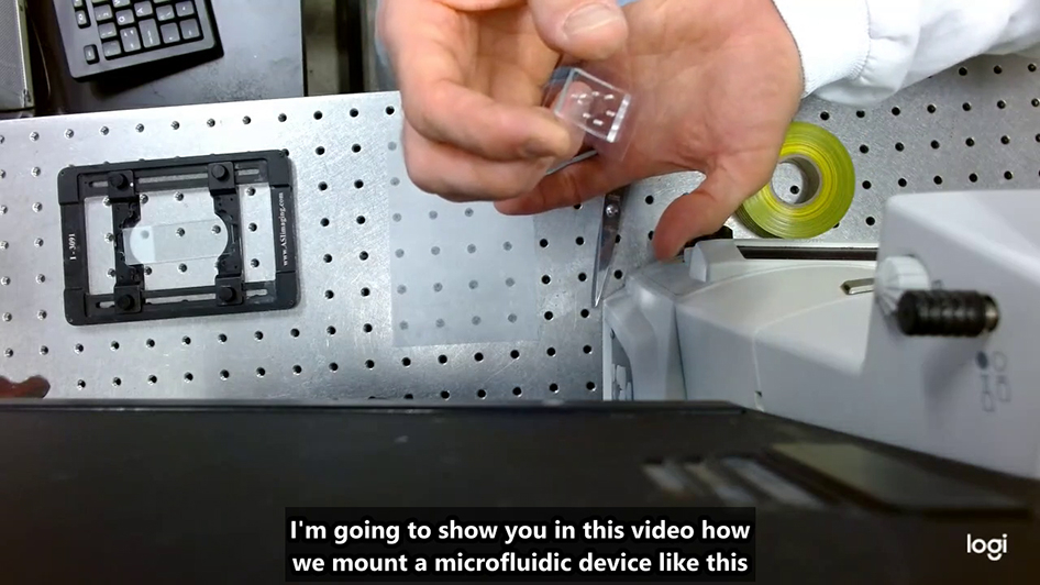 Protocol for measuring the responses of multiple budding yeast