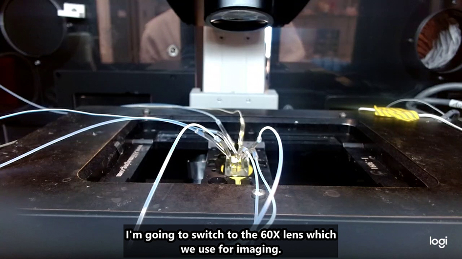 Protocol for measuring the responses of multiple budding yeast