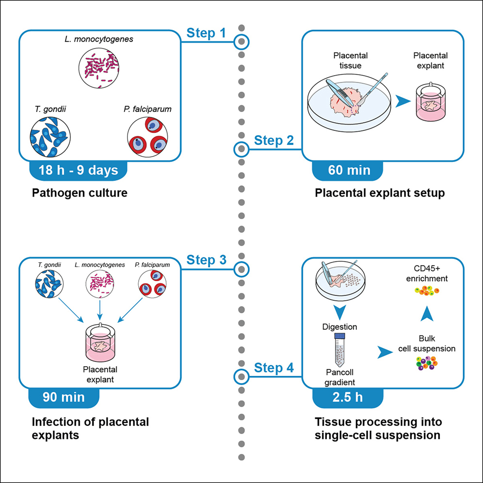 Protocol for a human placental explant model to study acute