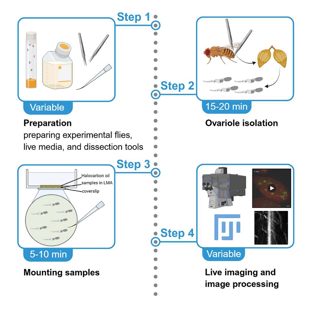 A protocol for real-time tracking of transposon products and host