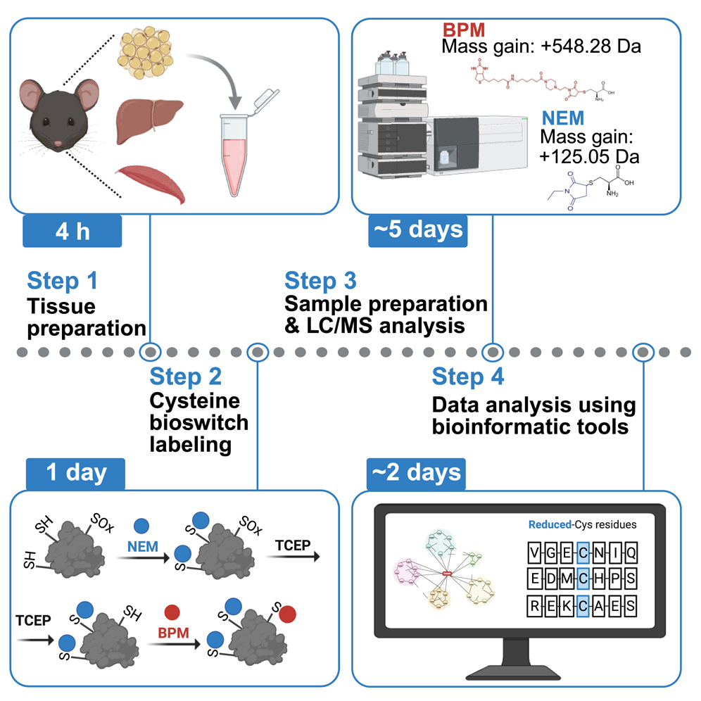 Cell Press: STAR Protocols
