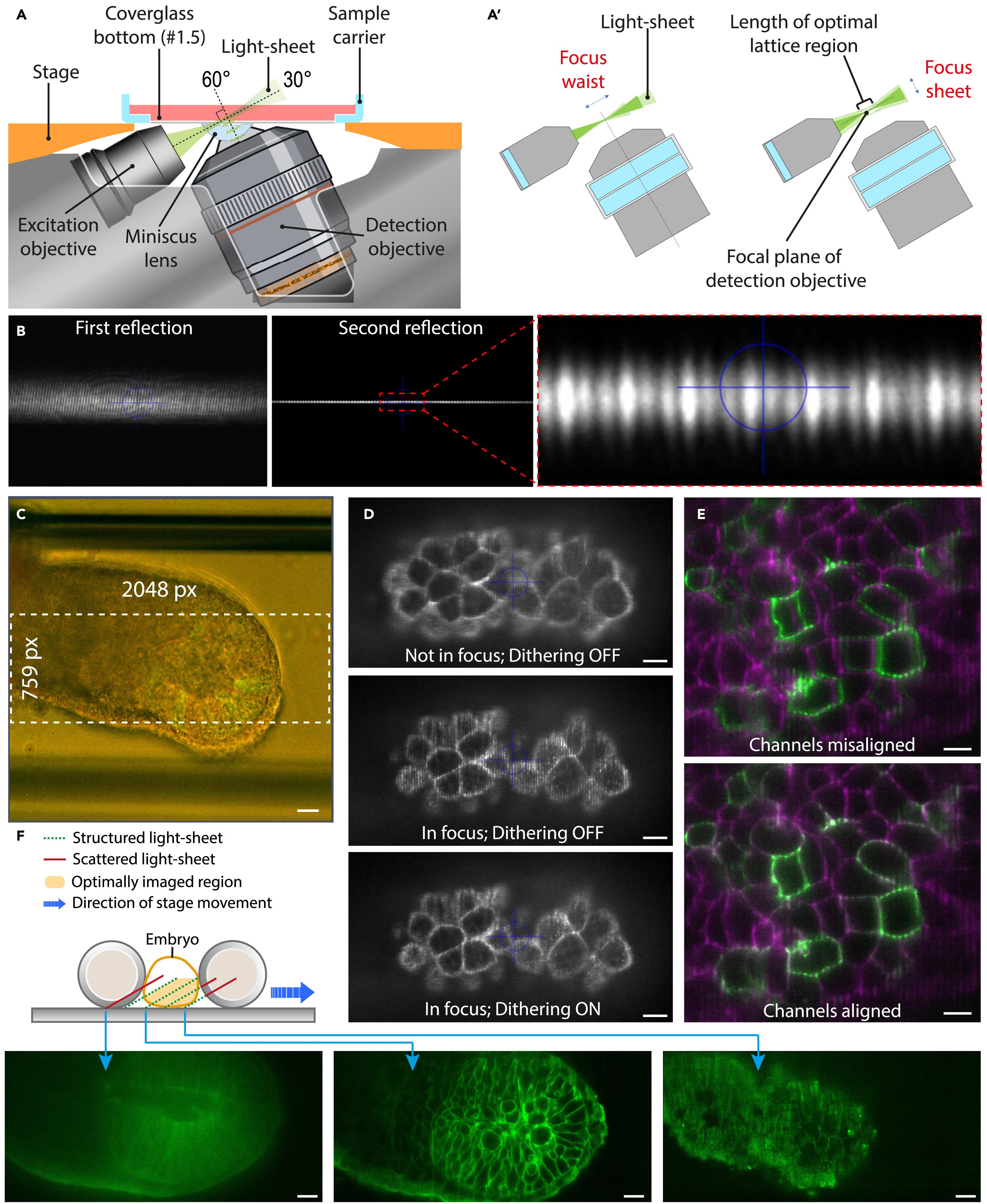 Protocol for lattice light-sheet time-lapse imaging of early post