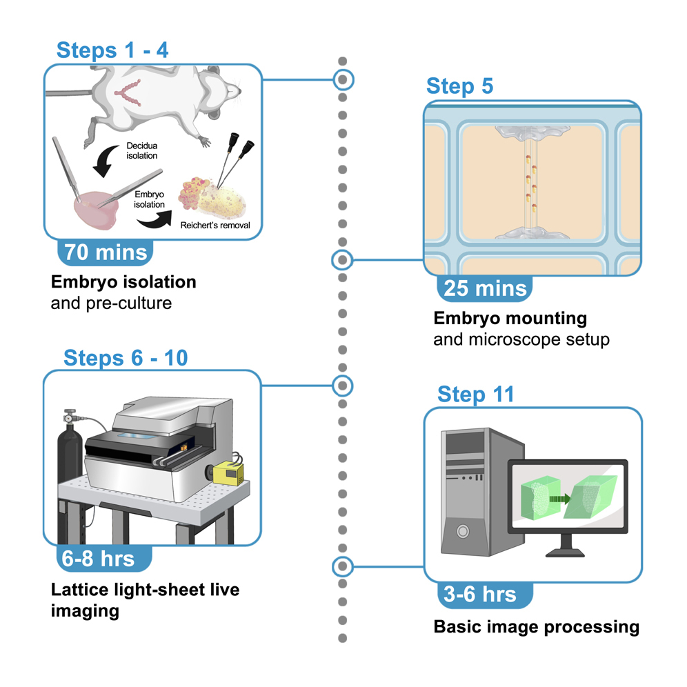 Protocol for lattice light-sheet time-lapse imaging of early post