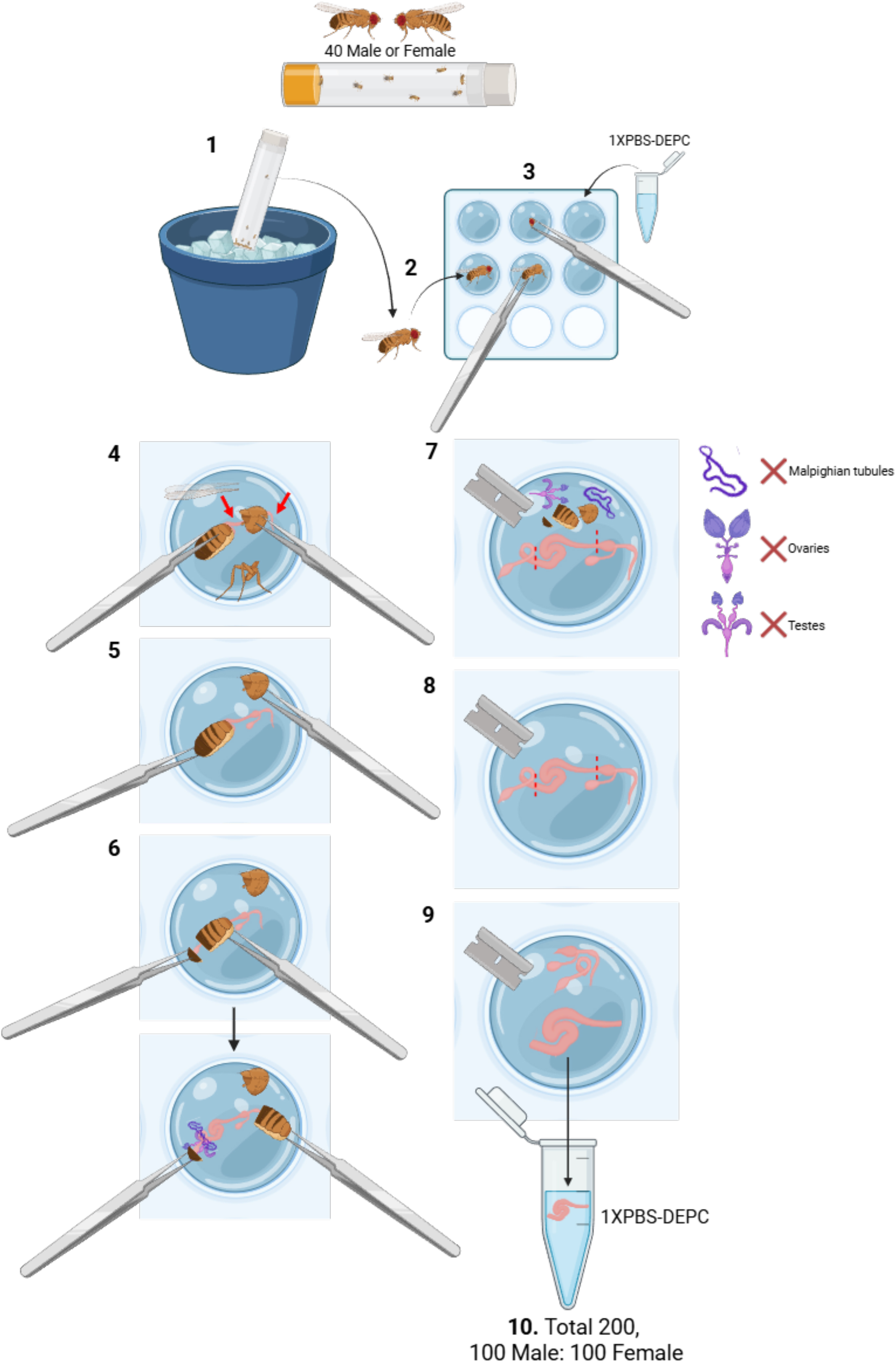 Protocol for cell-specific RNA expression profiling and lipidomics