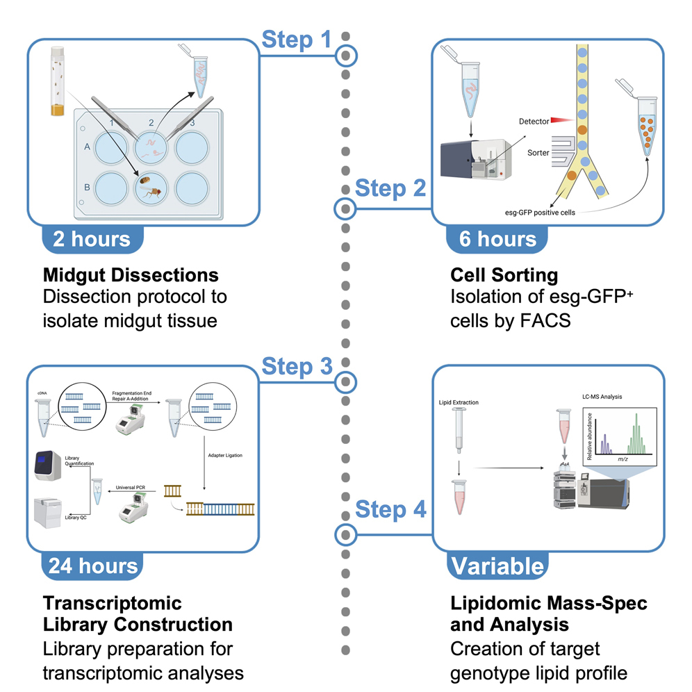Protocol for cell-specific RNA expression profiling and lipidomics