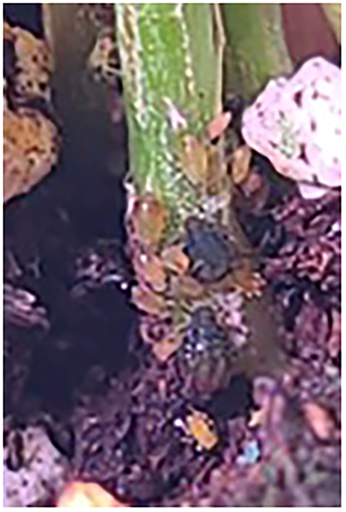 Cell Press: STAR Protocols