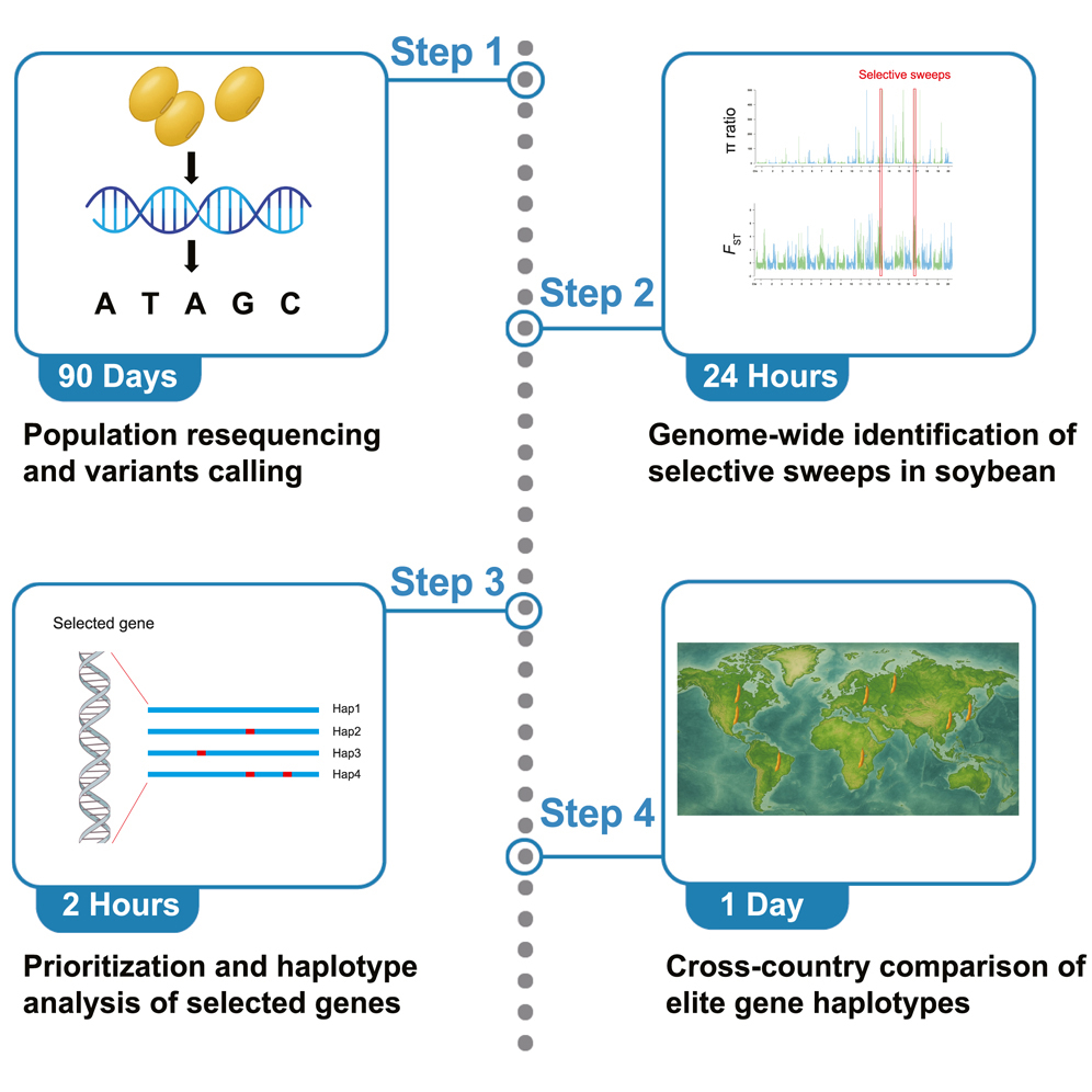 Protocol for the identification of selected genes and haplotype