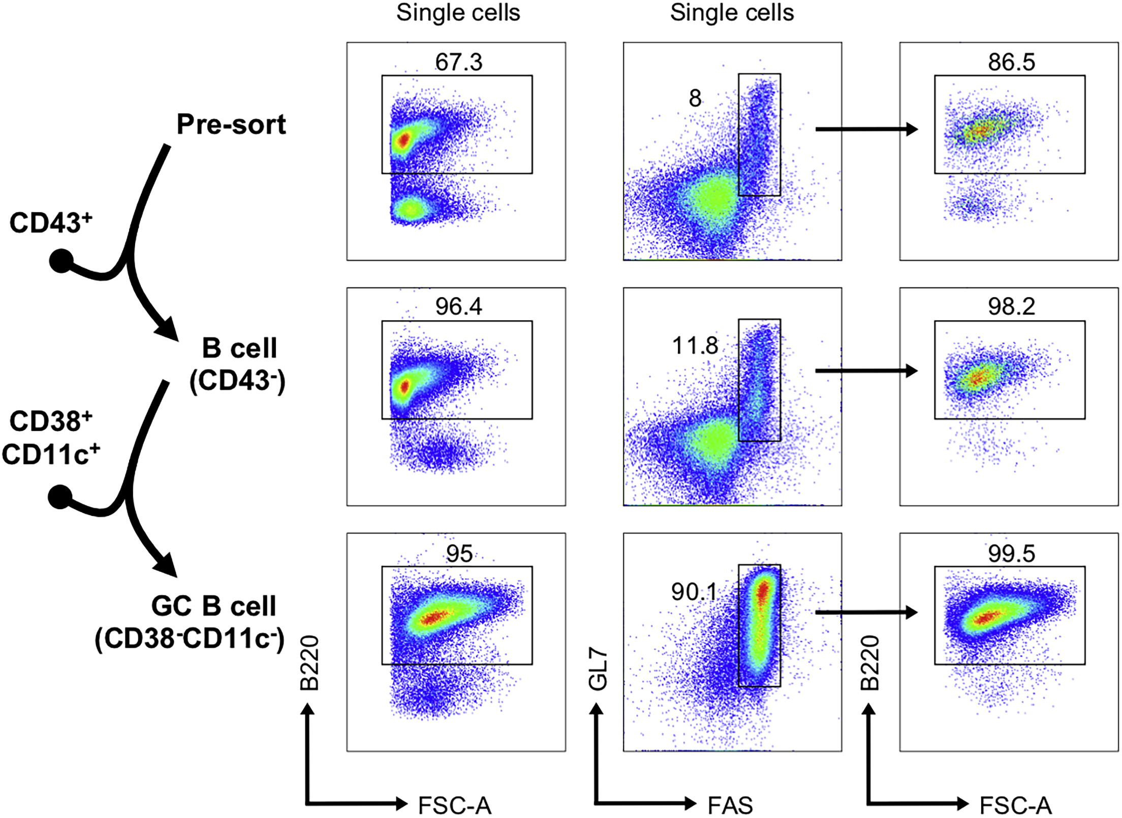 Cell Press: STAR Protocols