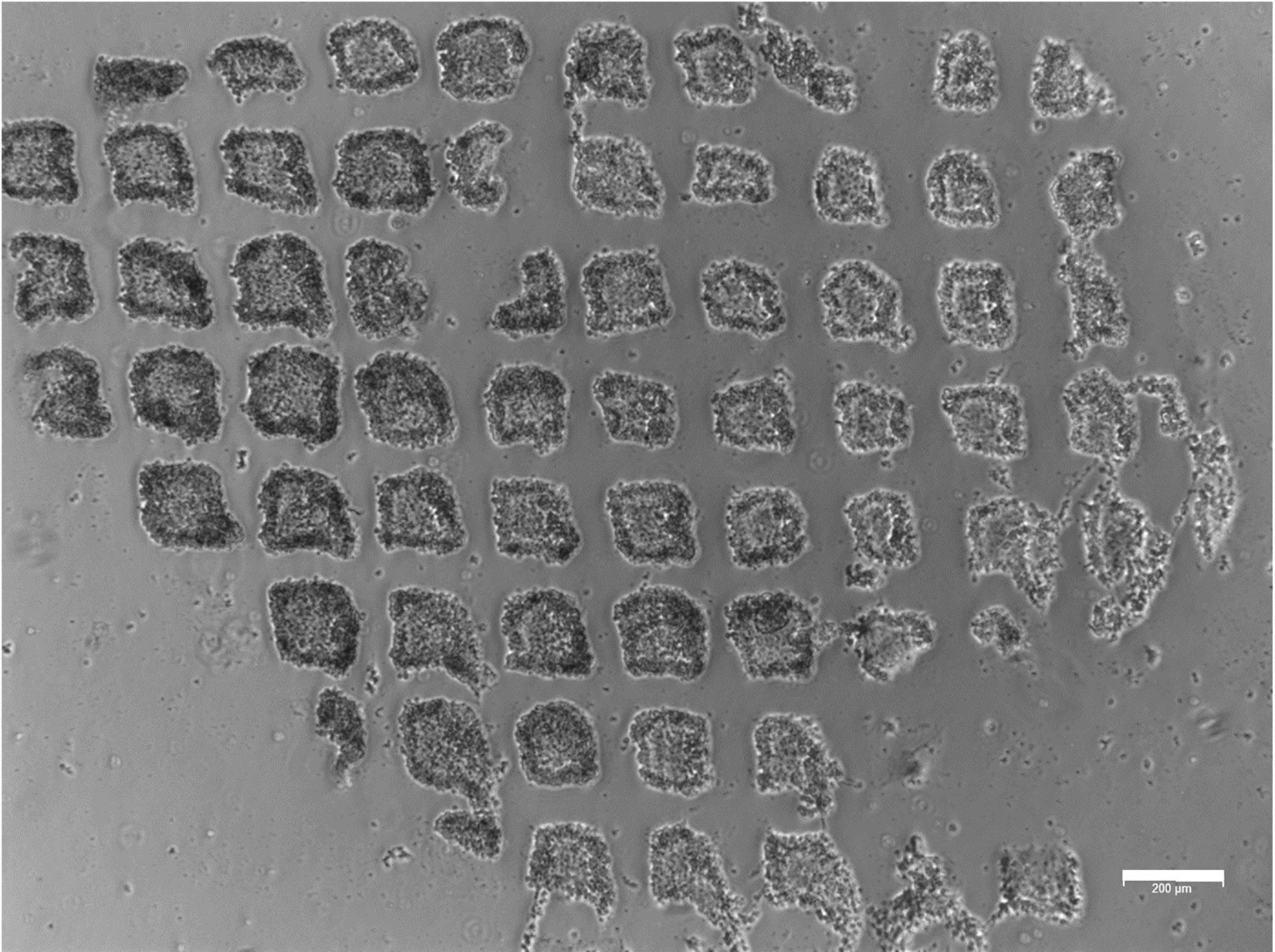 Cell Press STAR Protocols