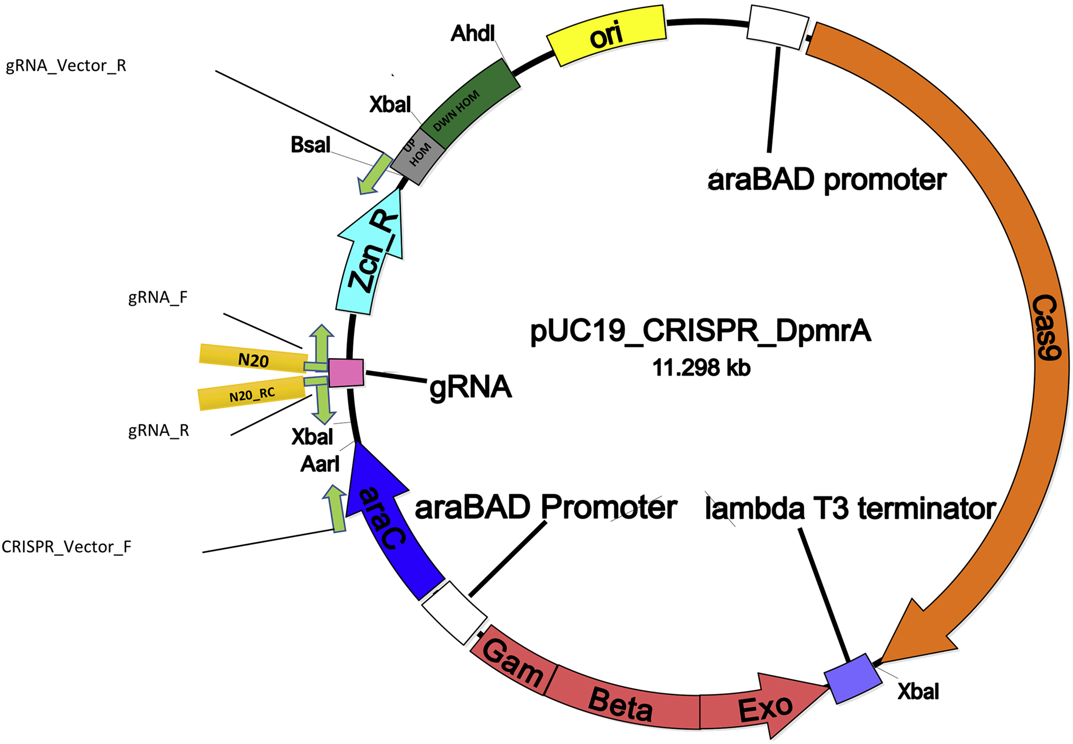 Enhancing the capability of Klebsiella pneumoniae to produce 1,  3‐propanediol by overexpression and regulation through CRISPR‐dCas9 - Wang  - 2022 - Microbial Biotechnology - Wiley Online Library