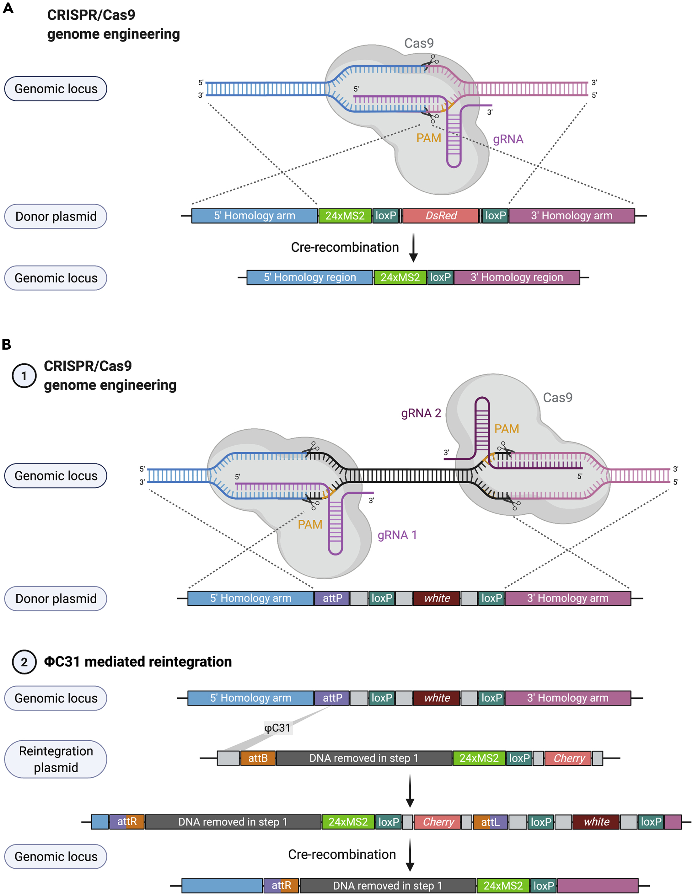 Cell Press: STAR Protocols