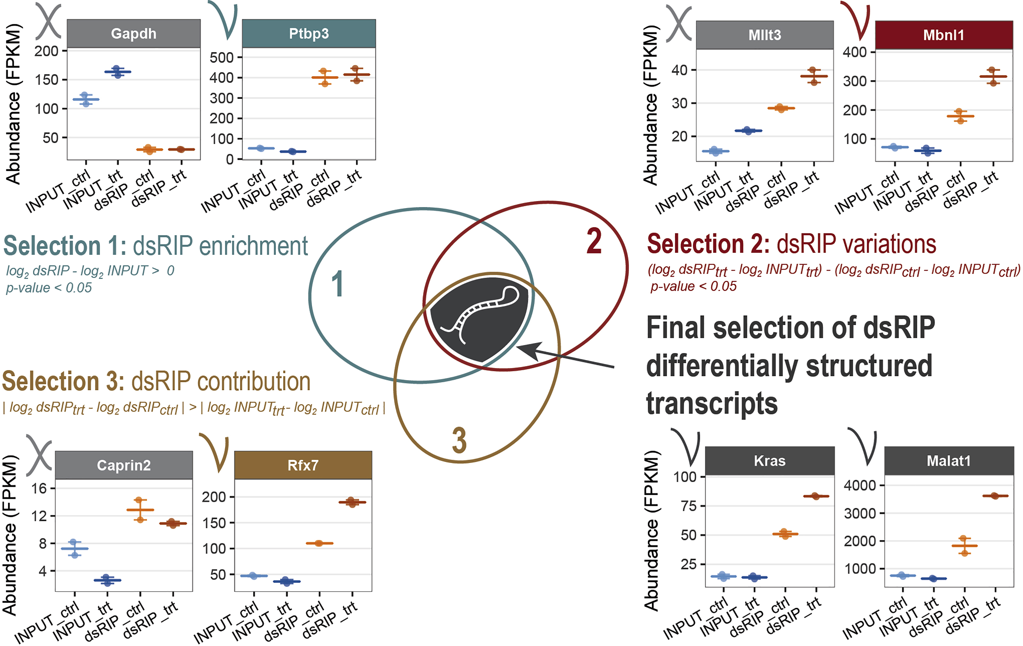 Transcriptome-wide quantification of double-stranded RNAs in live