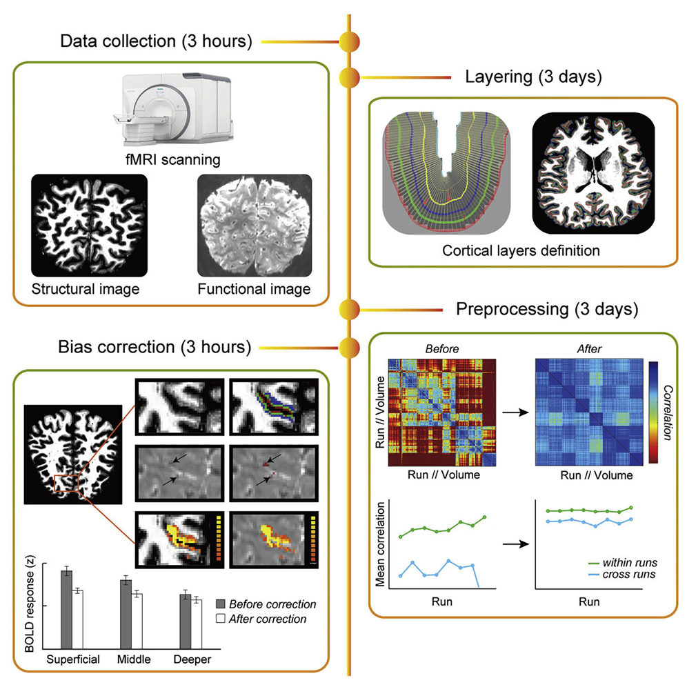 fMRI 原理と実践 Laminar fMRI in the locked-in stage of amyotrophic lateral