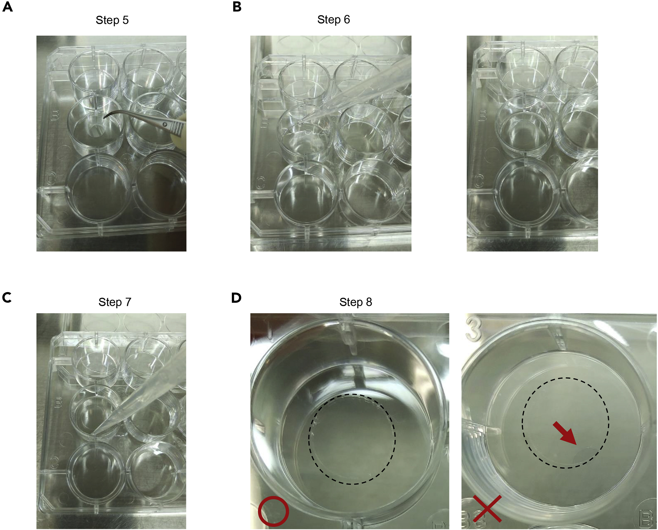 Cell Press STAR Protocols