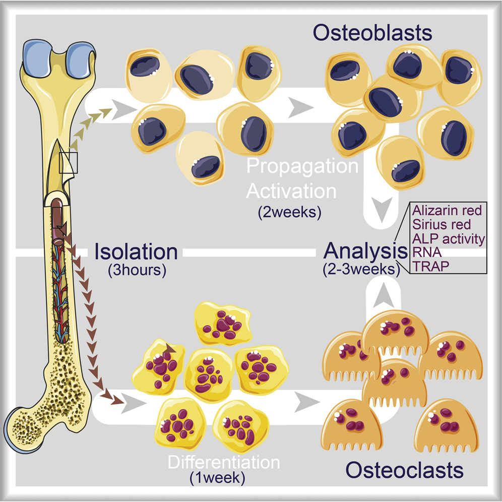 osteoclasts